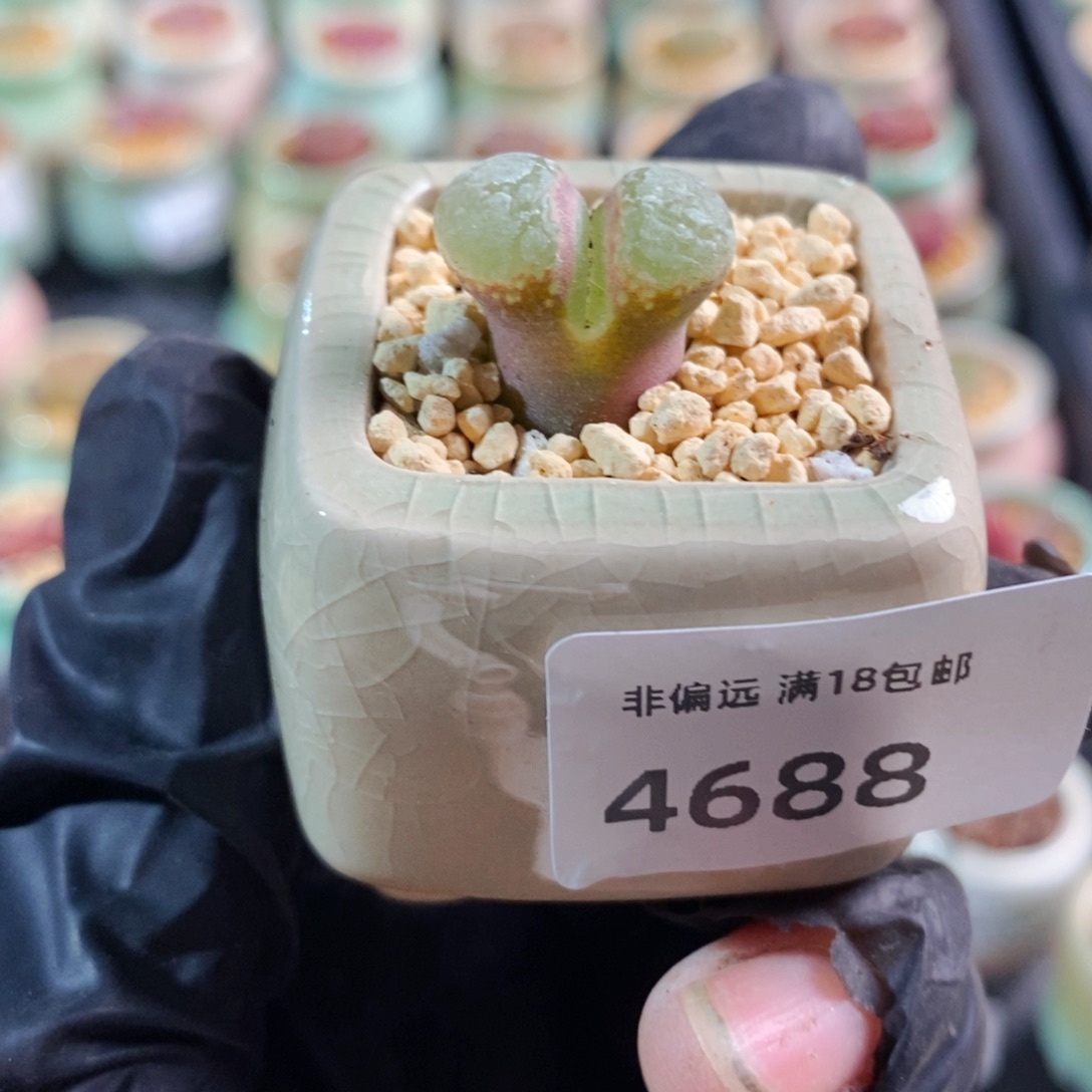 4688-一物一拍 带盆 1453.88