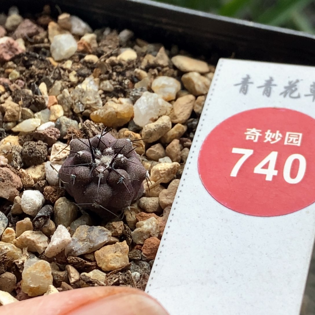 实生黑王丸1.3cm