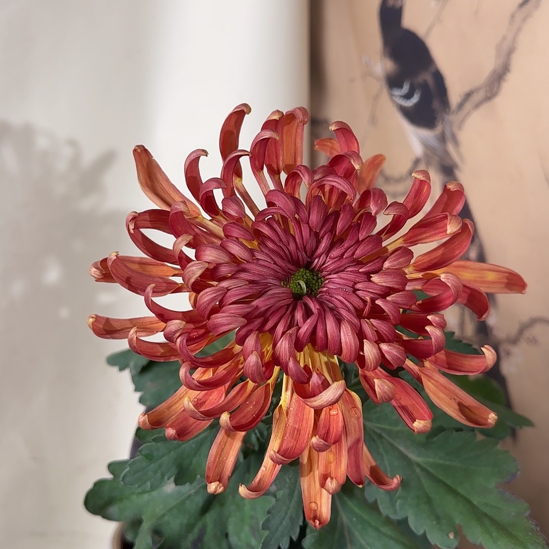 全部花朵C33333333