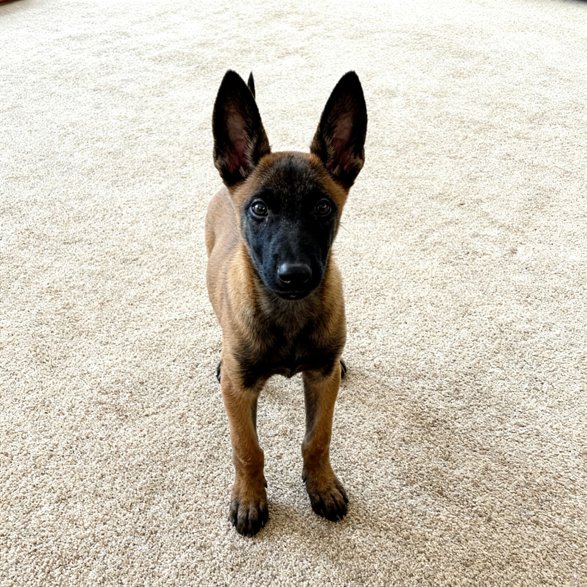 马犬幼犬黑红工作犬宠物狗活体狗狗看家大骨架护院狗便宜幼宠爆红