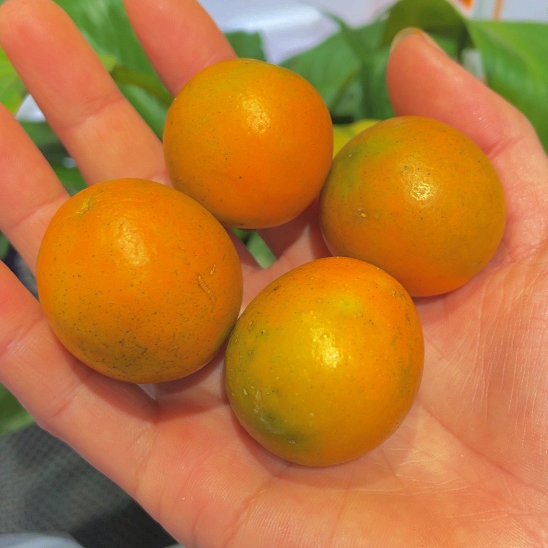 金桔500克四川省