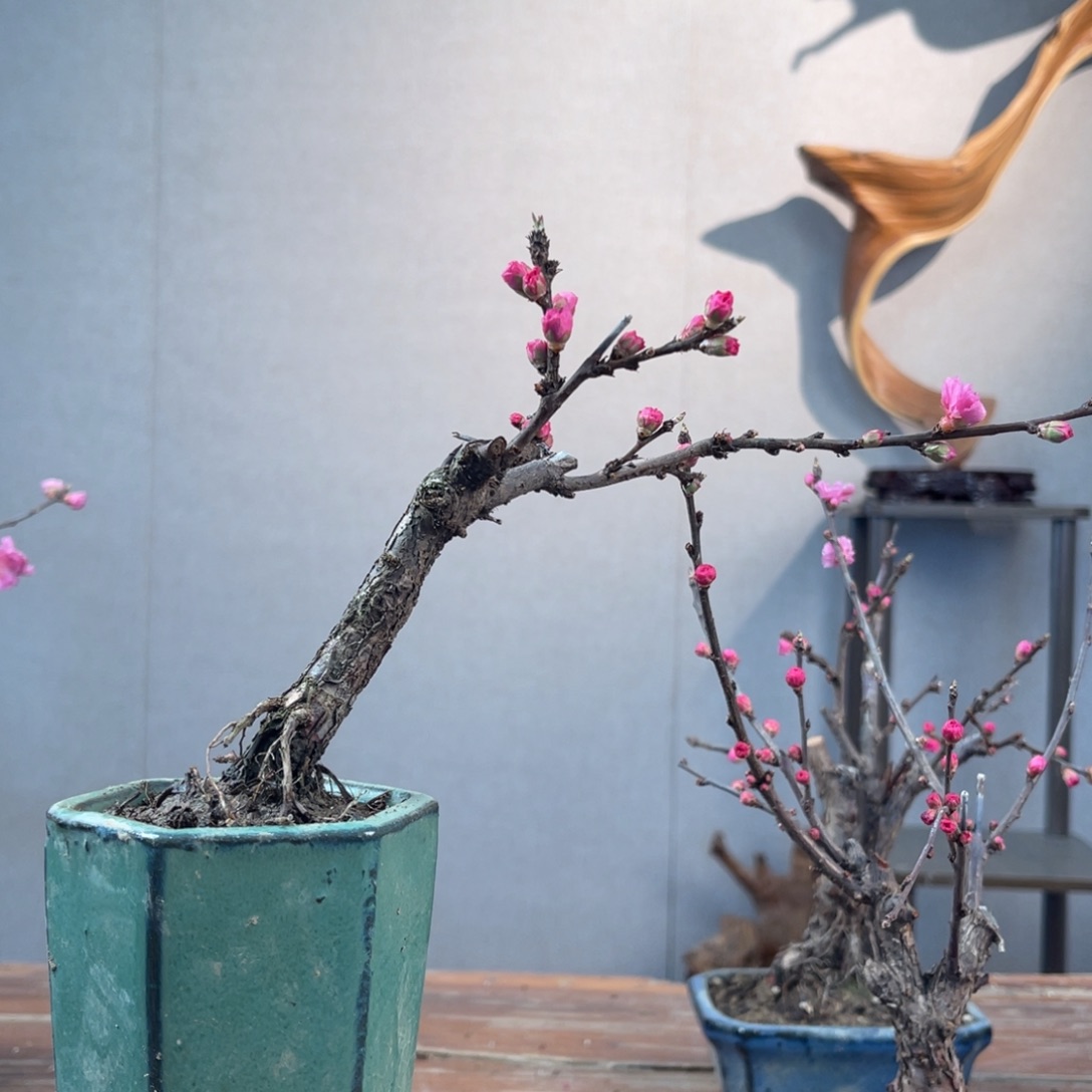 贼月季盆景11111花*