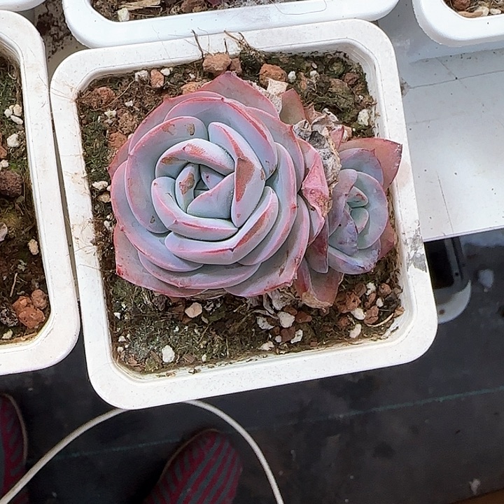 青蛙王子儿童牙膏111