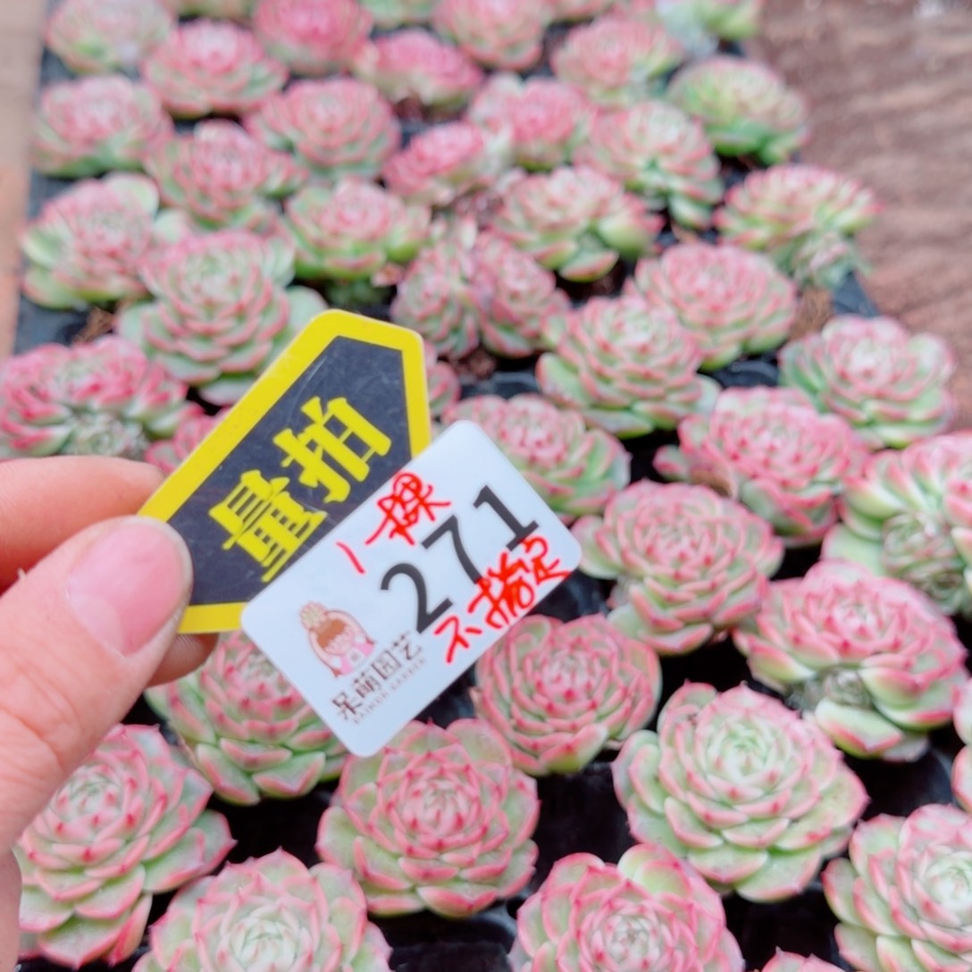 多肉植物多肉植物