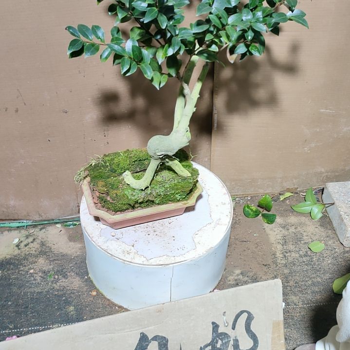 226英八，原盆原土发货，不包邮