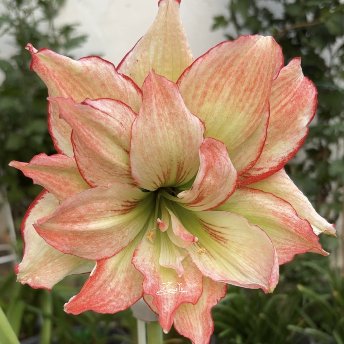 【伊莲娜】重瓣朱顶红种球大花浓香室内外四季好养活盆栽植物