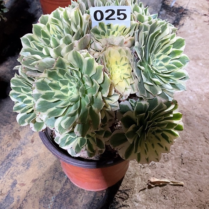 法师植物一物一拍123456