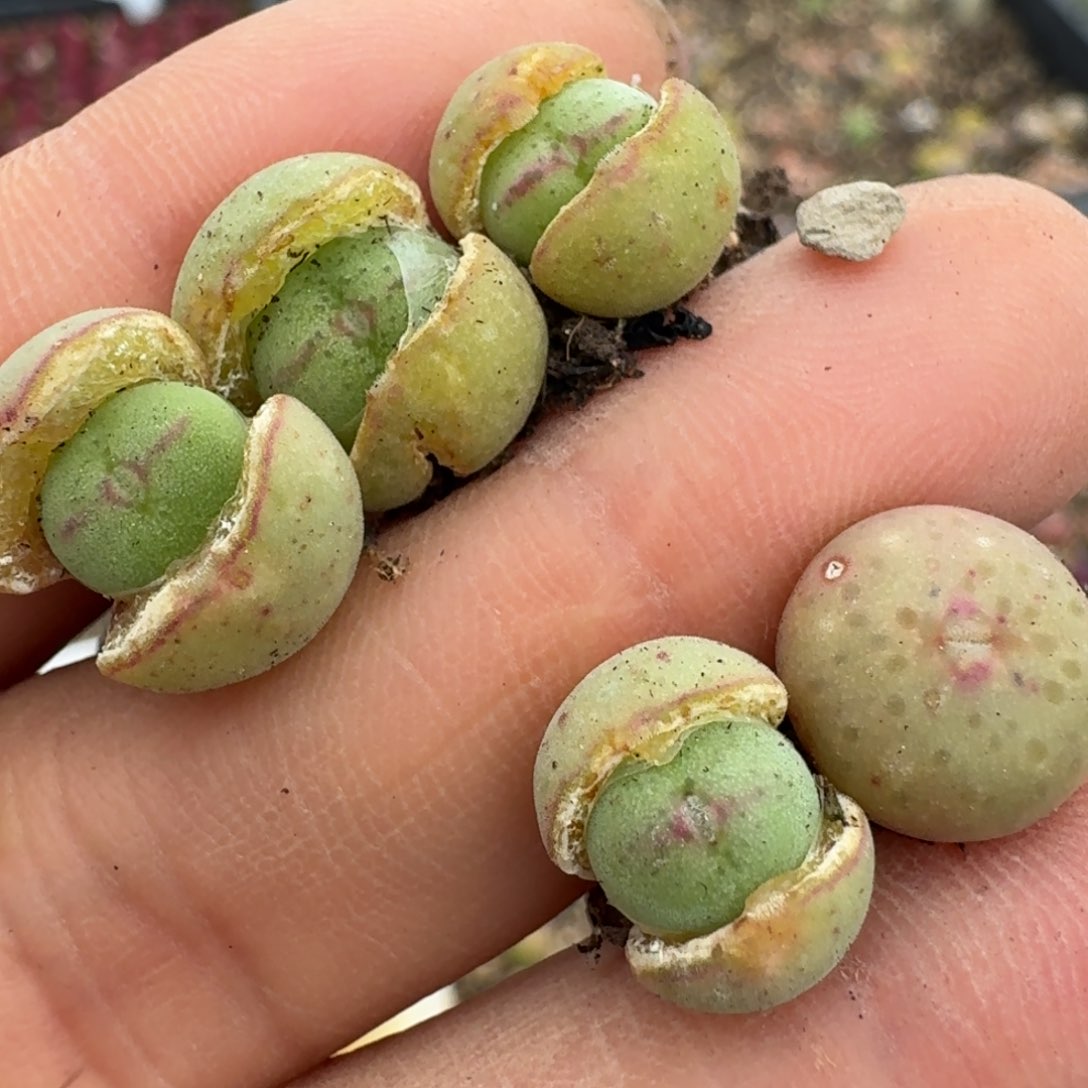 893五颗皮卡丘小苗00000