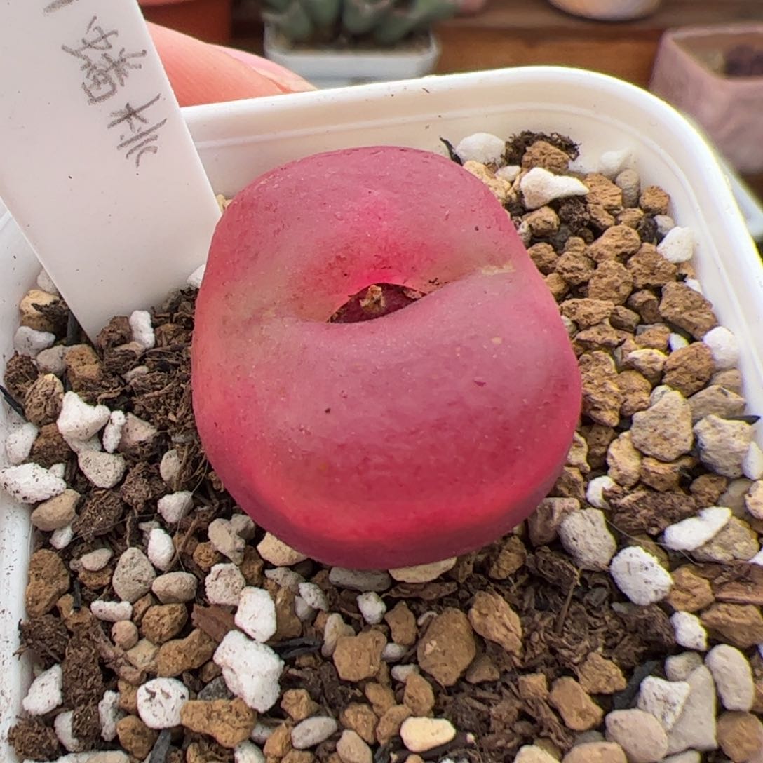 0262号蟠桃 多肉植物