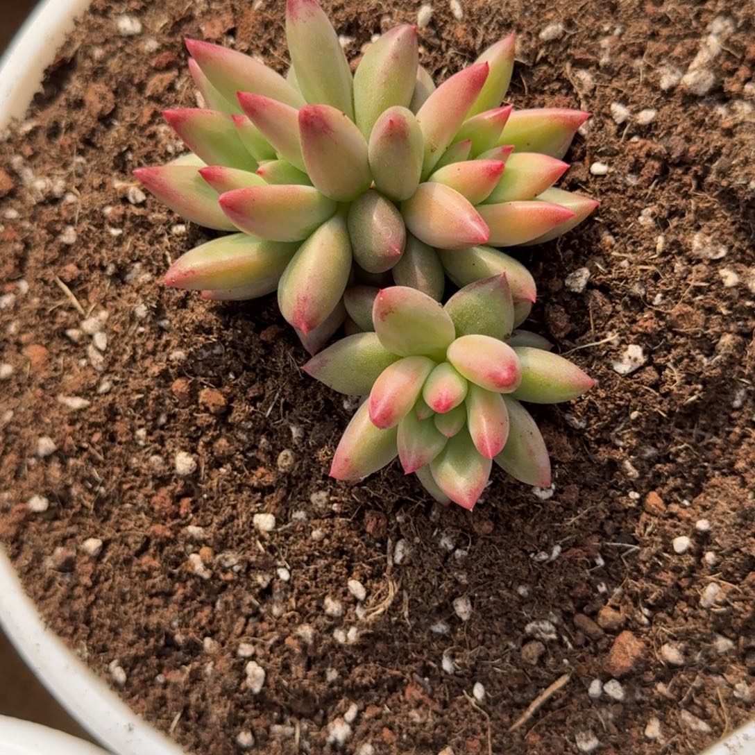 *****寄养多肉植物链接新品美人