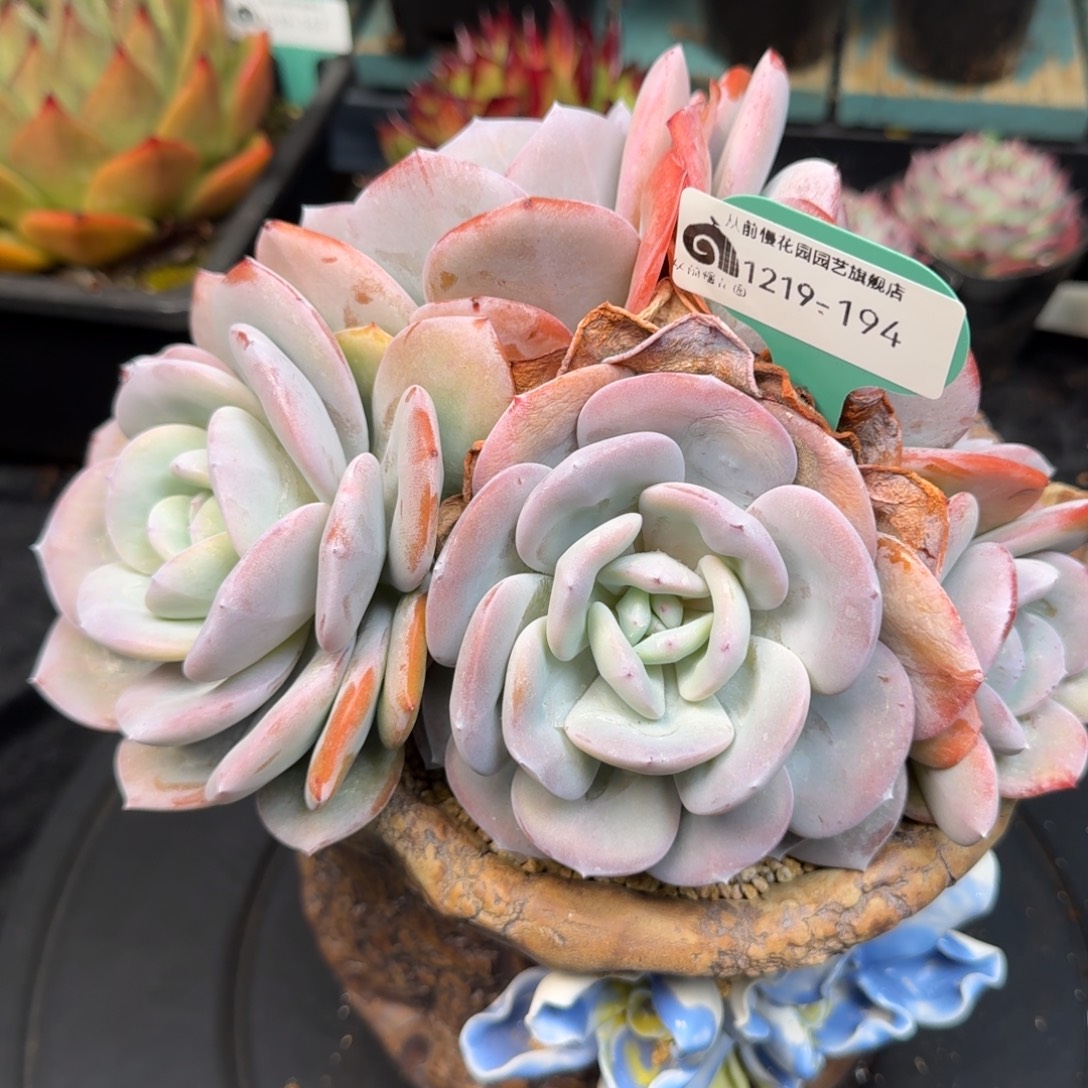 从前慢多肉精选编号1219.194