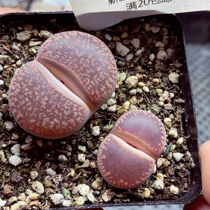 我的小姐姐们都是602