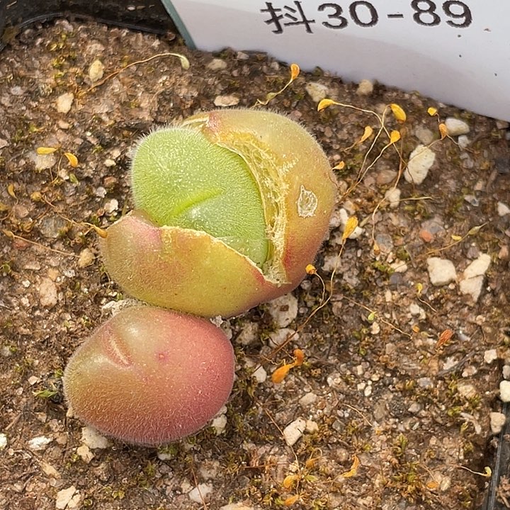 30-89毛翠滴多肉植物