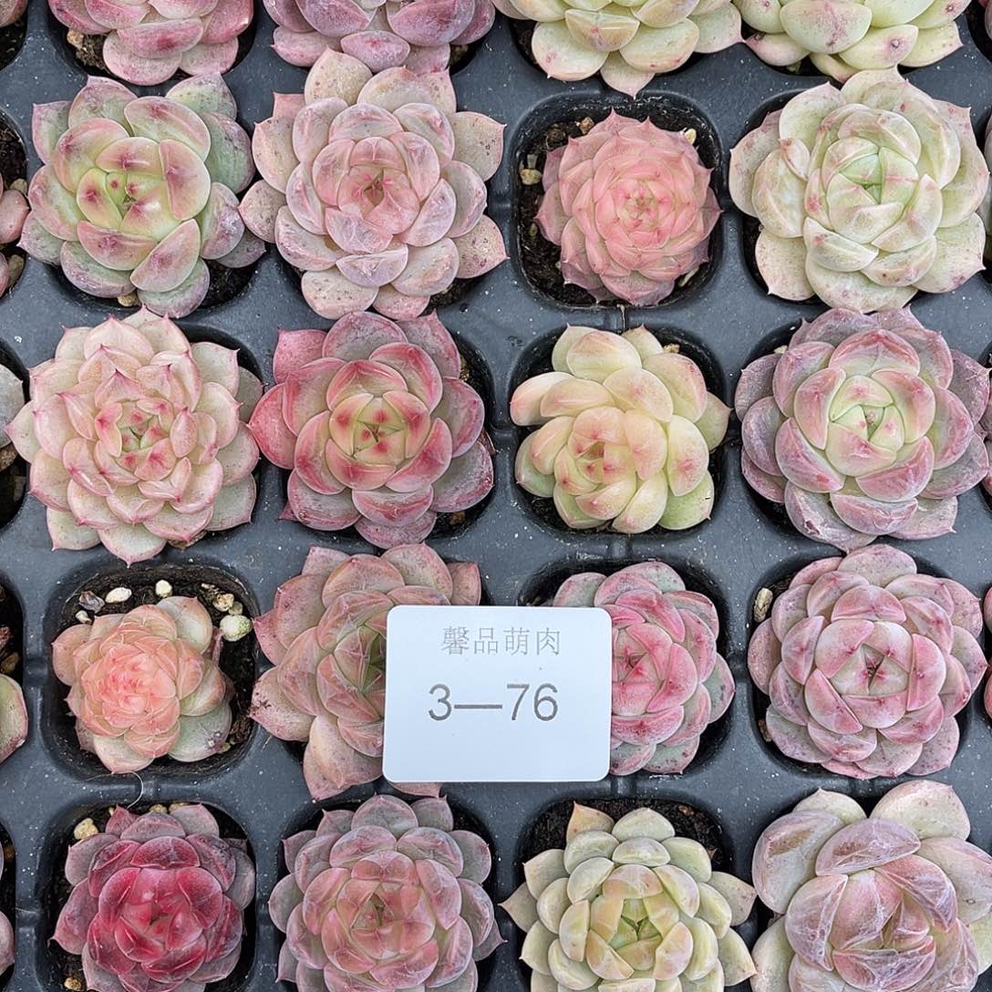 都***好多肉植物一物一拍3-76