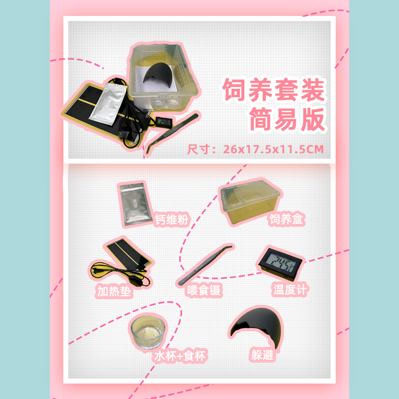 【养爬姑娘】豹纹/肥尾守宫饲养设备
