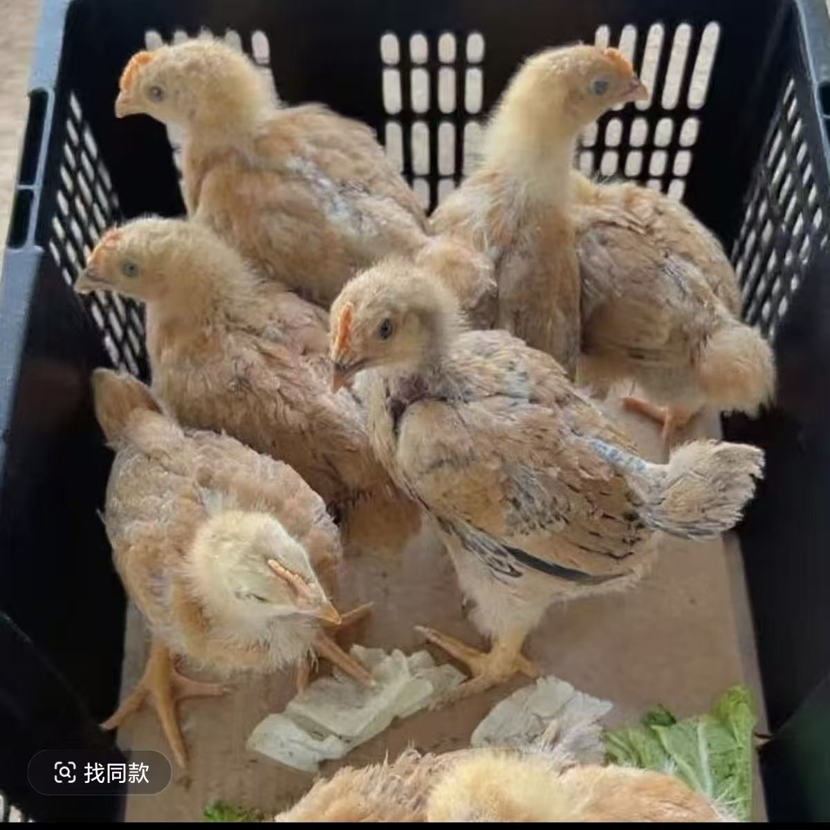 长尾鸡庭院观赏宠物鸡【活体】