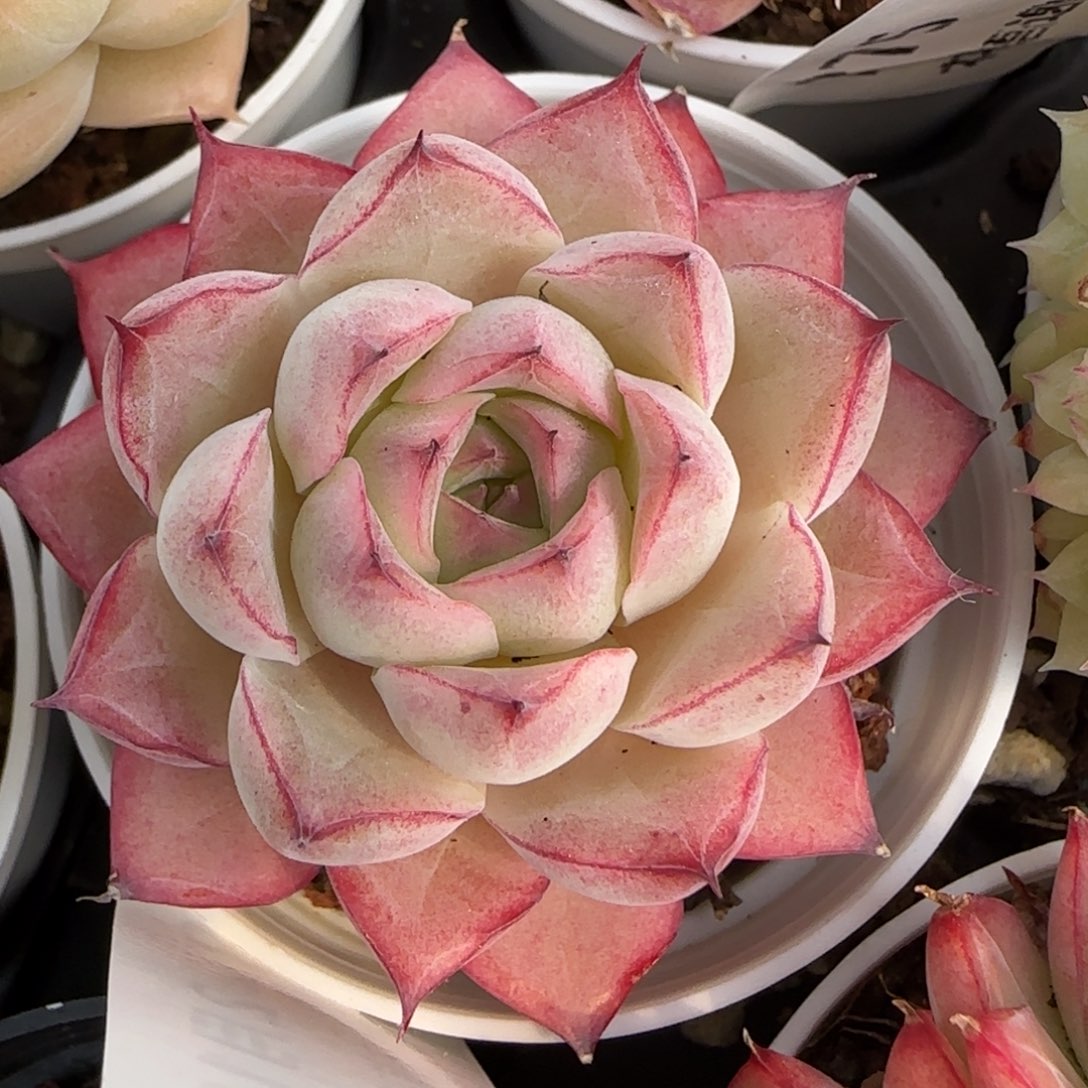 花语逸境0218-298