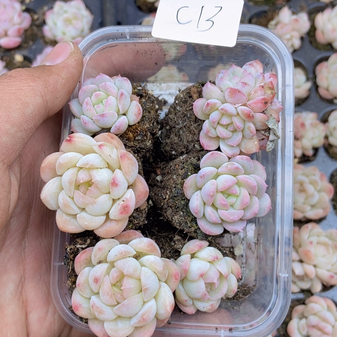 春泥家框拍链接C13