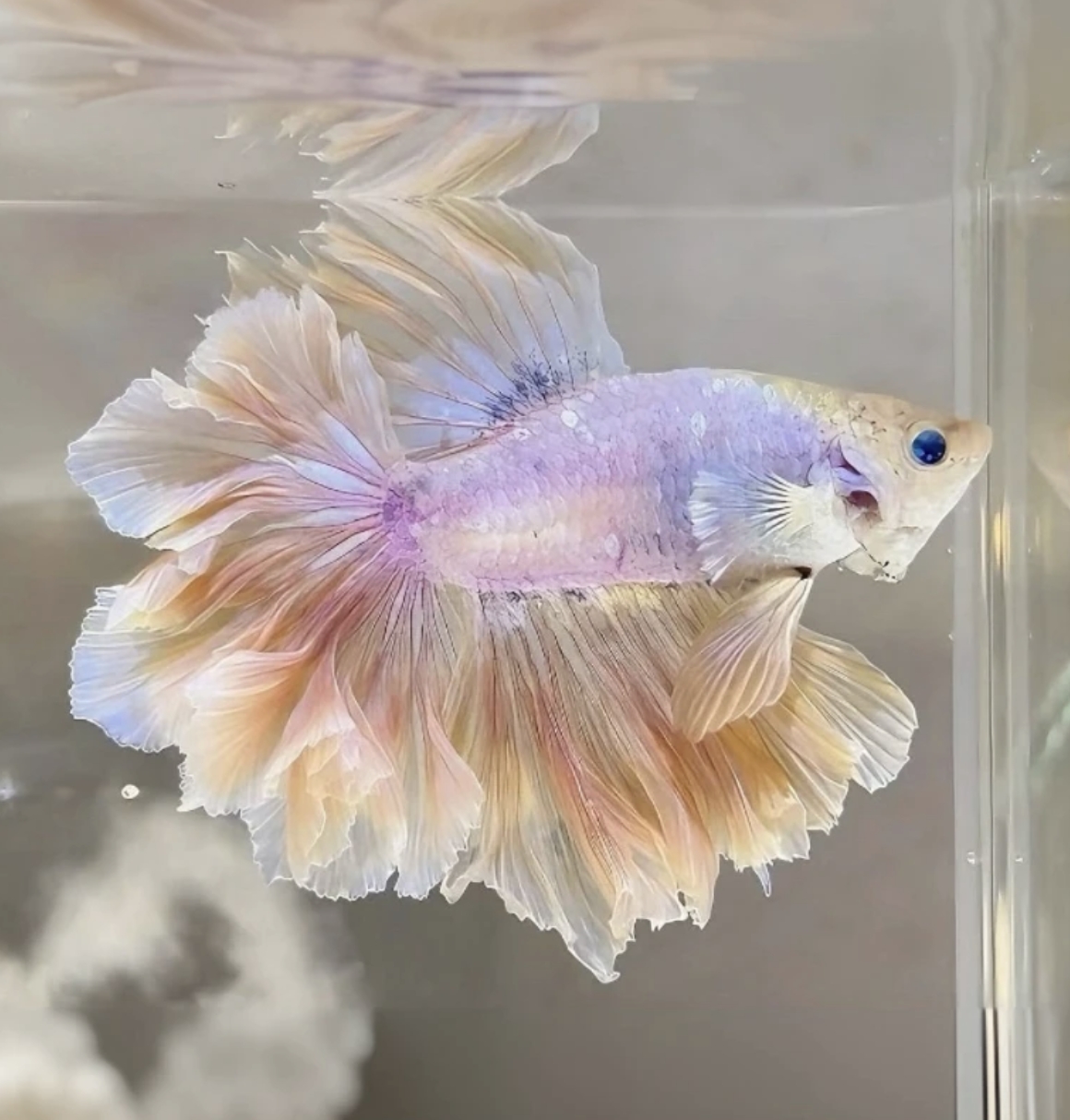 B10（217-240）泰国斗鱼小型热带观赏鱼、耐活（直播间选鱼）