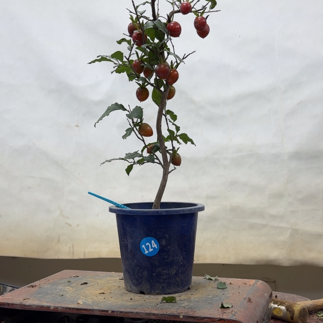 A***宇无花朵124顺丰到付不包邮