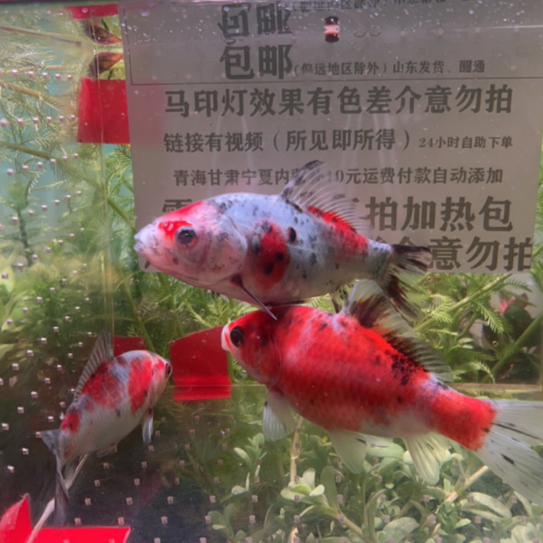 21号8-11公分三色樱花一组3条短尾草金鱼（母鱼）