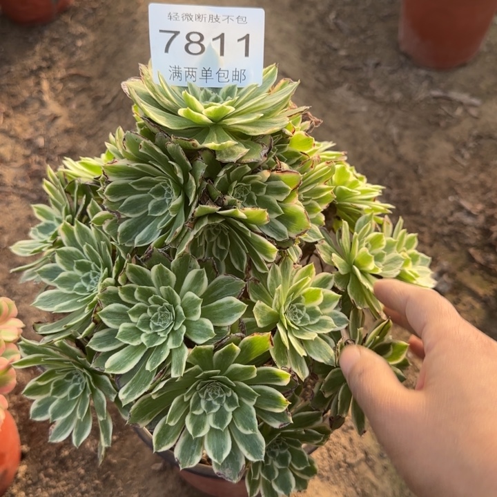 7811碧浪多肉植物