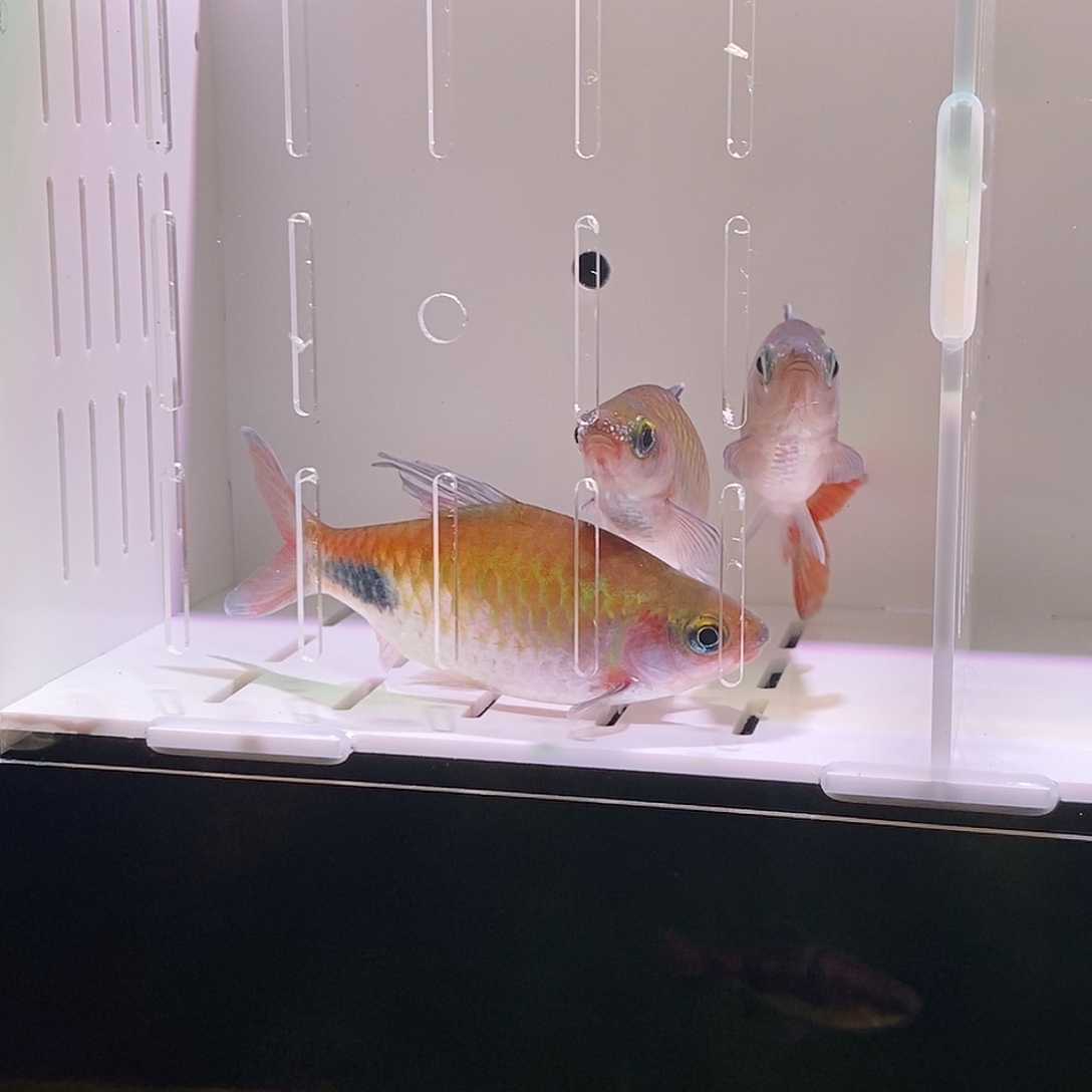 七彩神仙鱼彩虹道人 11cm公