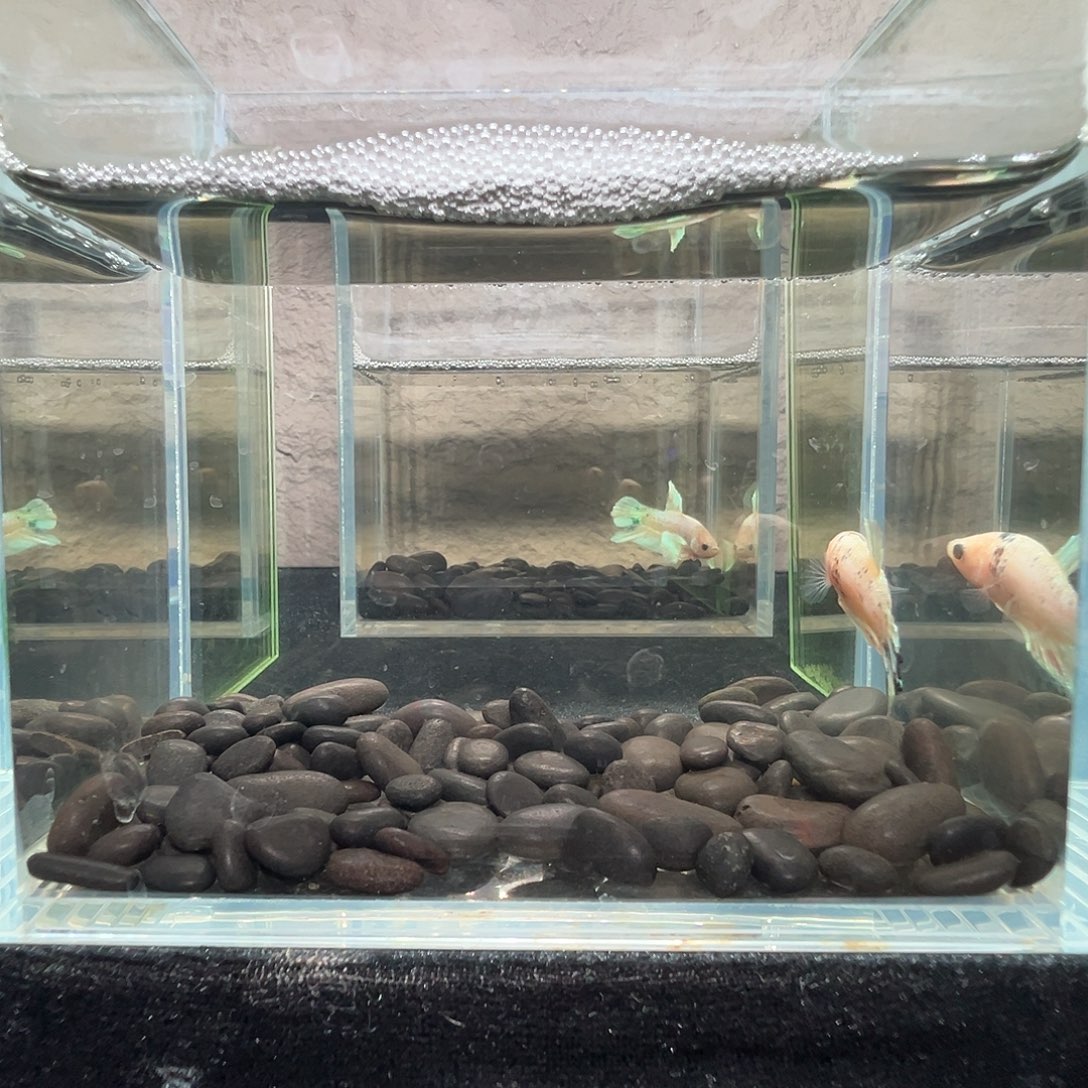 斗鱼阿浩泰斗11日42