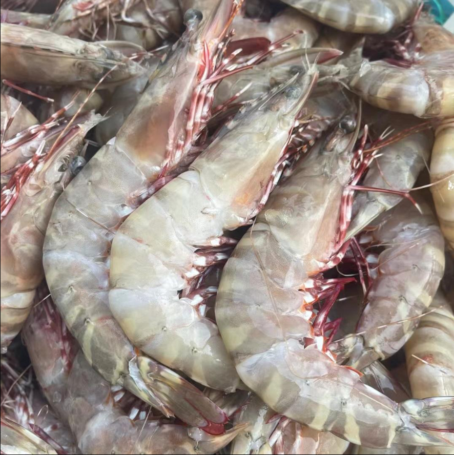 船捕野生活冻红爪虾