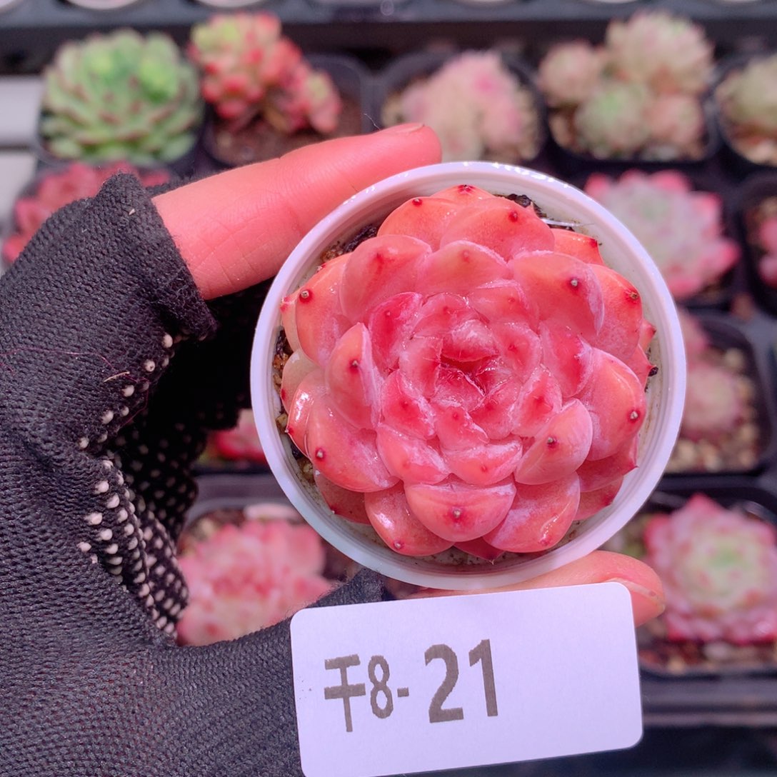 千8-21 果汁默认脱土