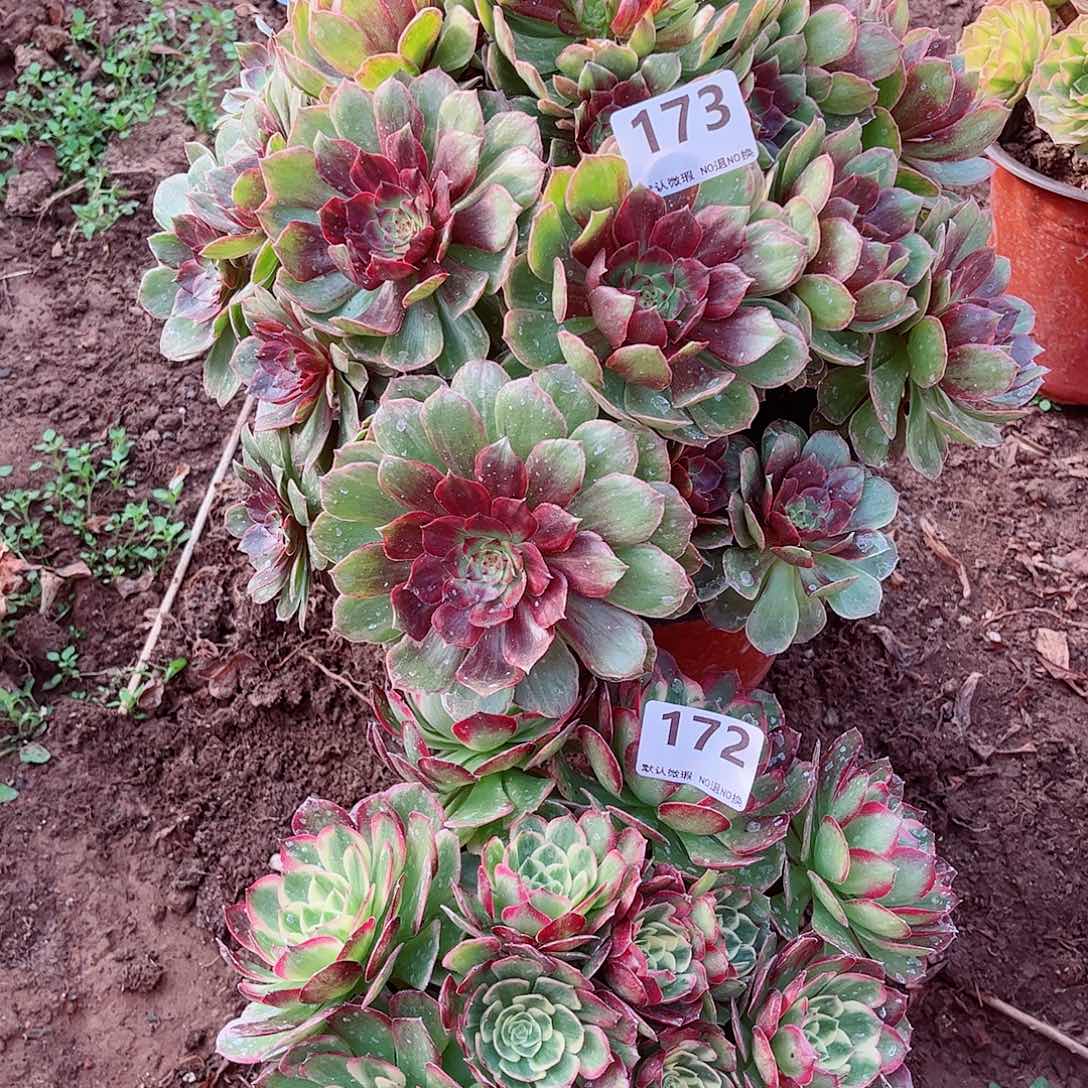无花朵多肉植物组合173