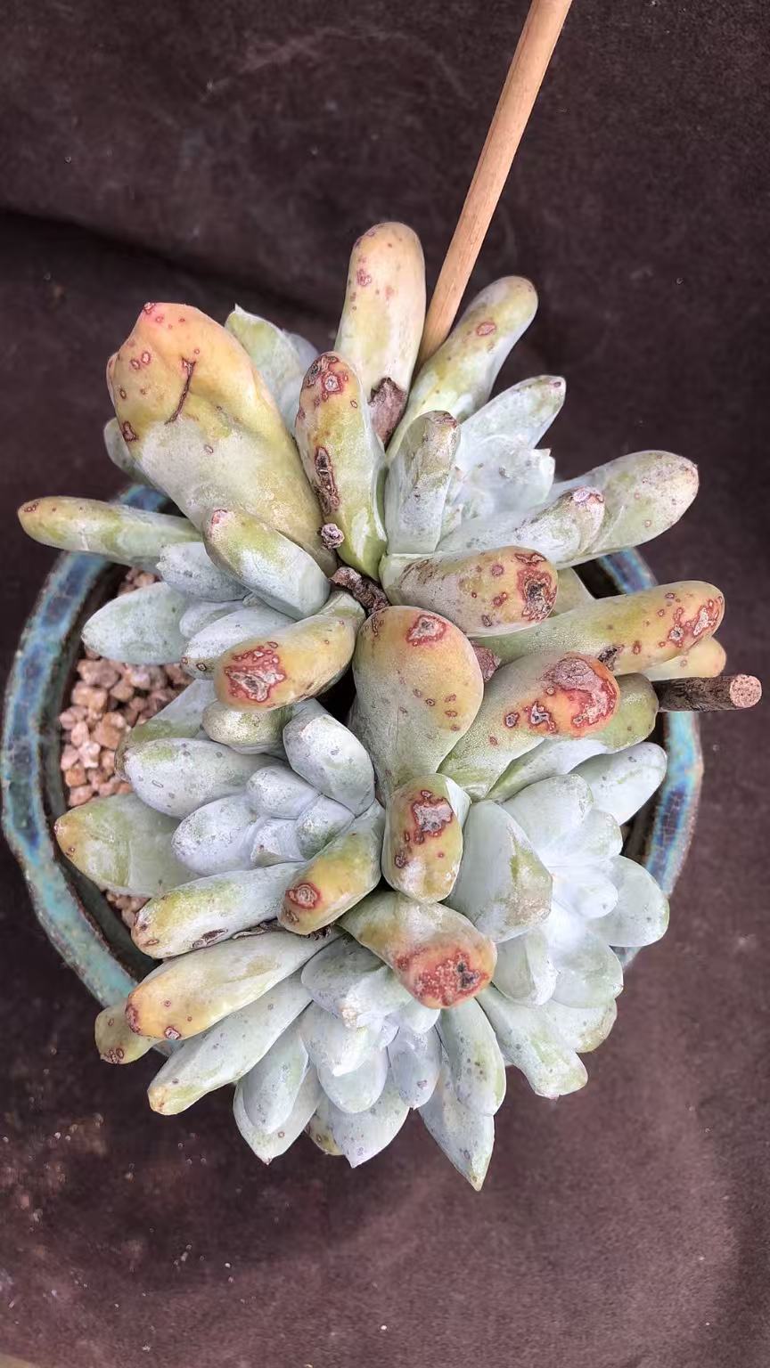 拇指老桩朵朵精控 多肉植物