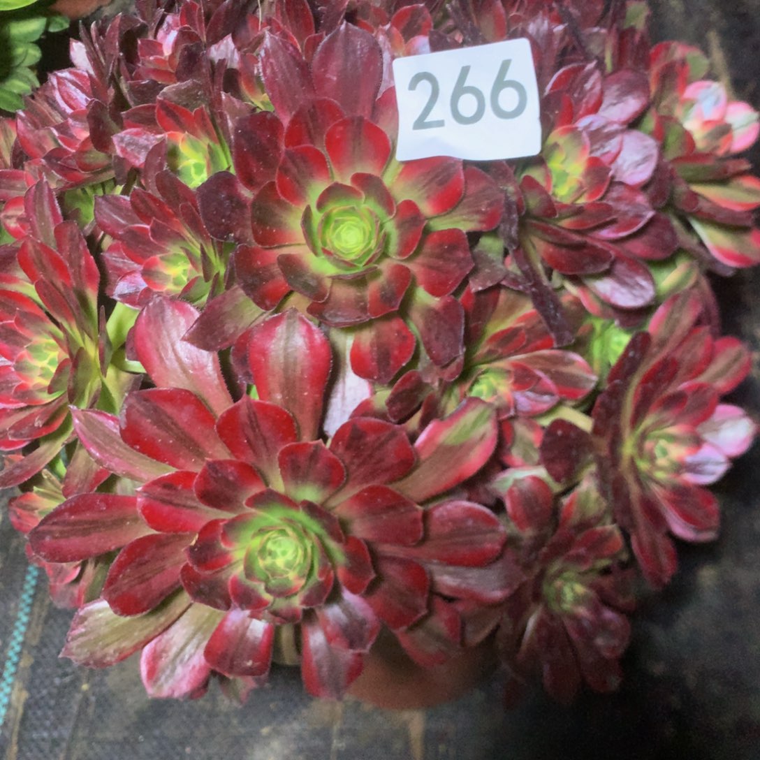 266安娜多肉植物