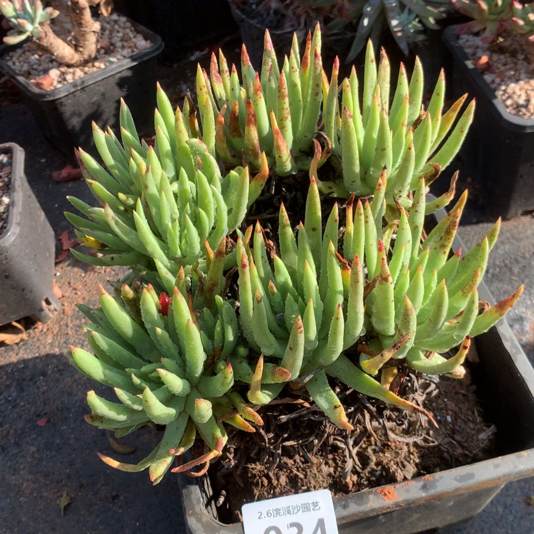 阿尔比芙洛亚034多肉植物