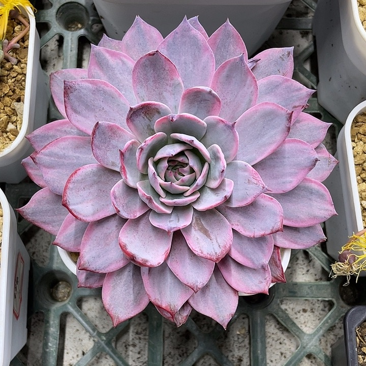 劳伦斯锦一物一拍