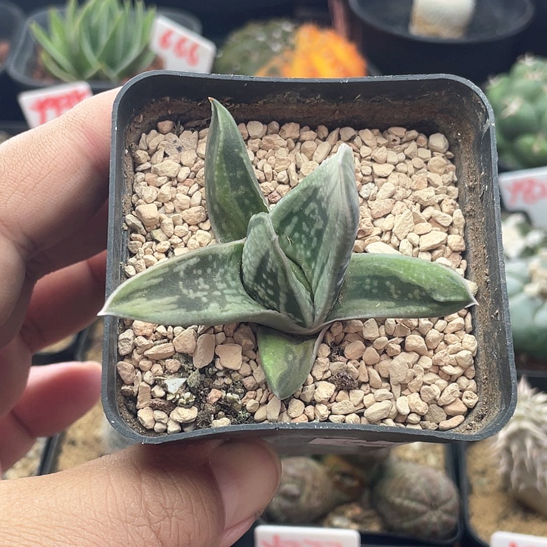 实生璇叶绿冰卧牛