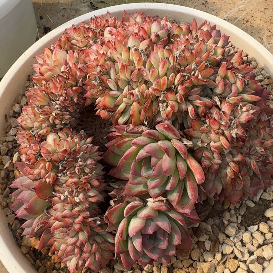 1336粉荷花缀凡艺多肉