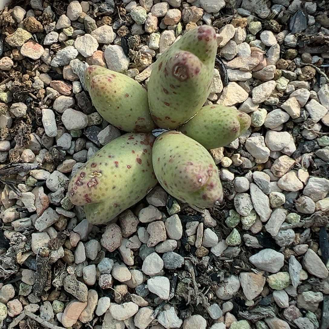 266斑马带盆土发货