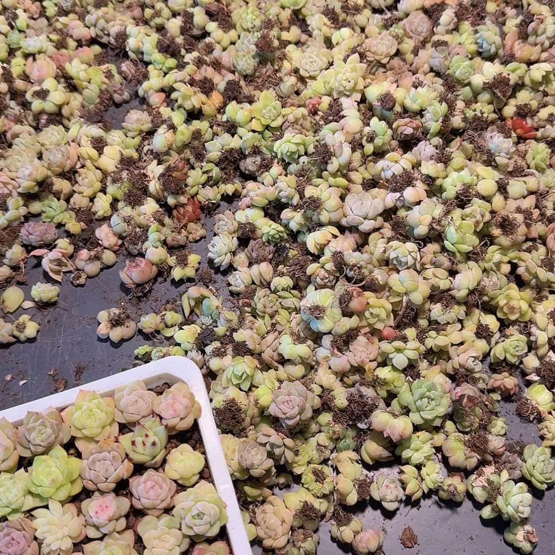 饭盒小苗保底50颗福利