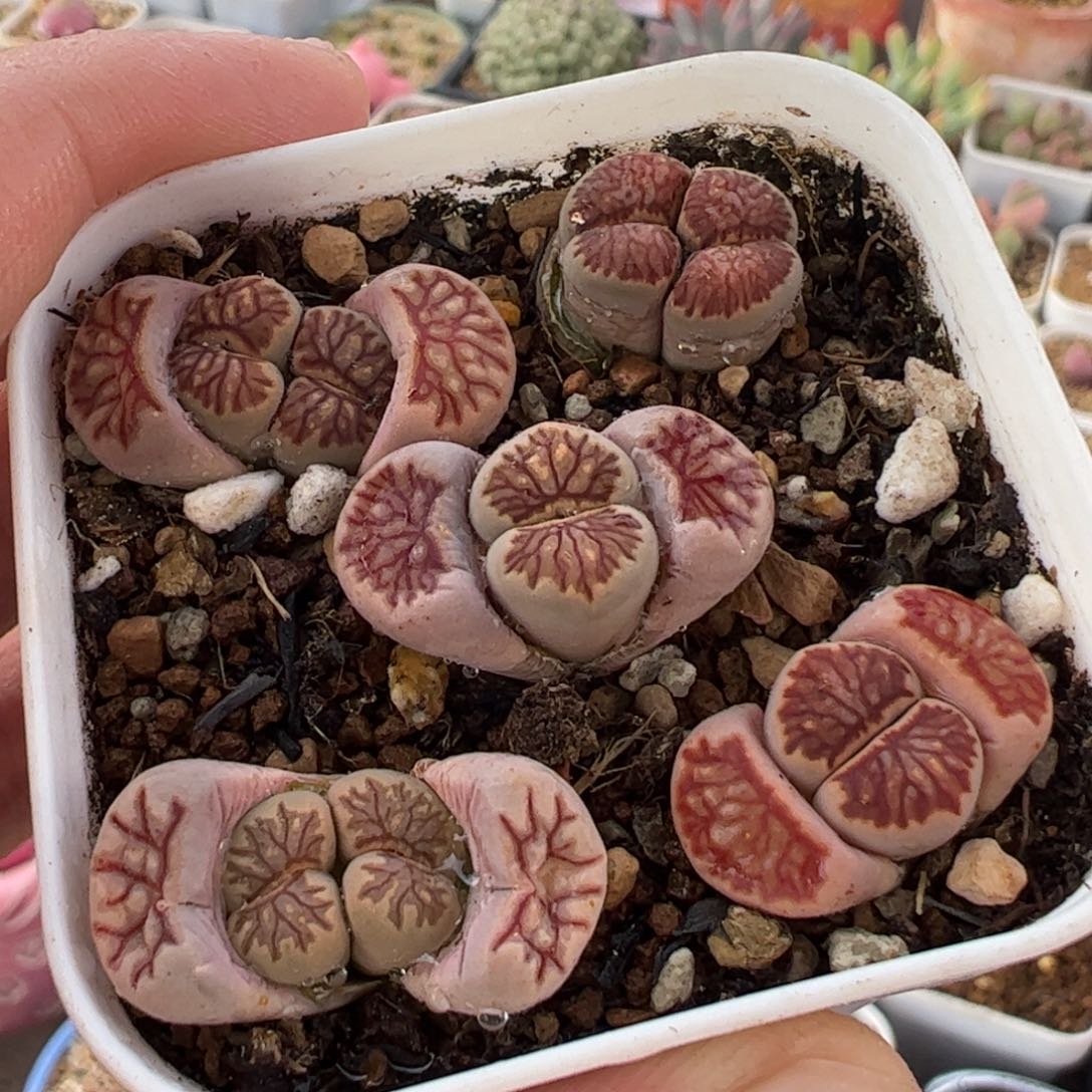 511多肉植物组合