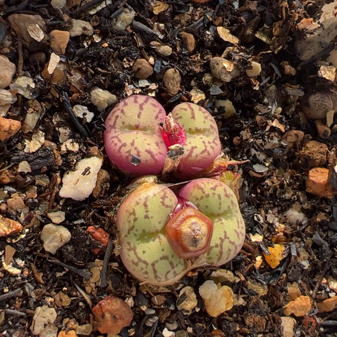 018多肉植物百科