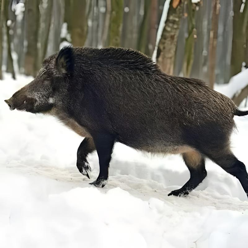 4号改价链接生态藏香猪（直播现称）现杀现卖黑毛跑山猪正宗土猪肉