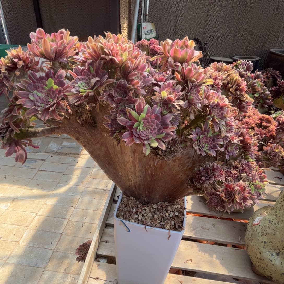 花脸粉黛法师缀化脱土发货