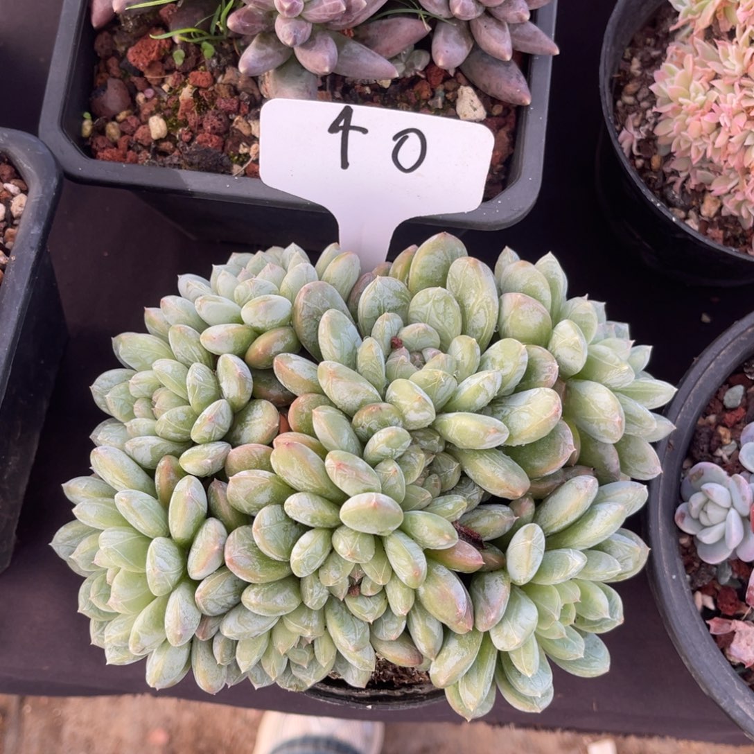 小****老阿姨花卉一物一拍40