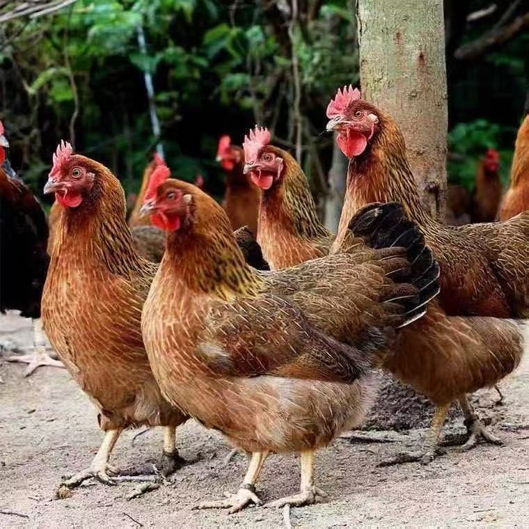 半斤麻羽青脚土鸡笨鸡红瑶2