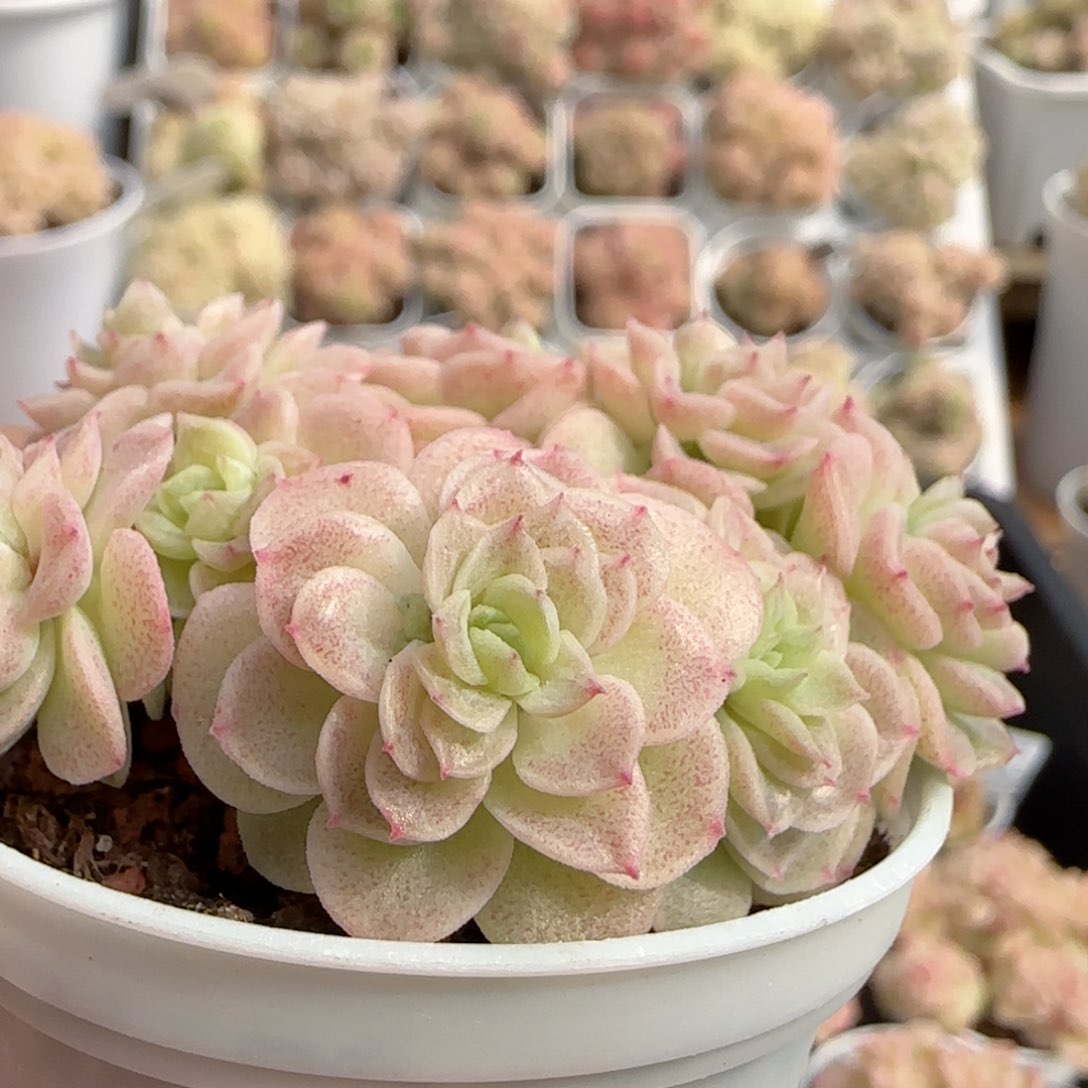 【闪购商品】0214-107花朵优选麦杆