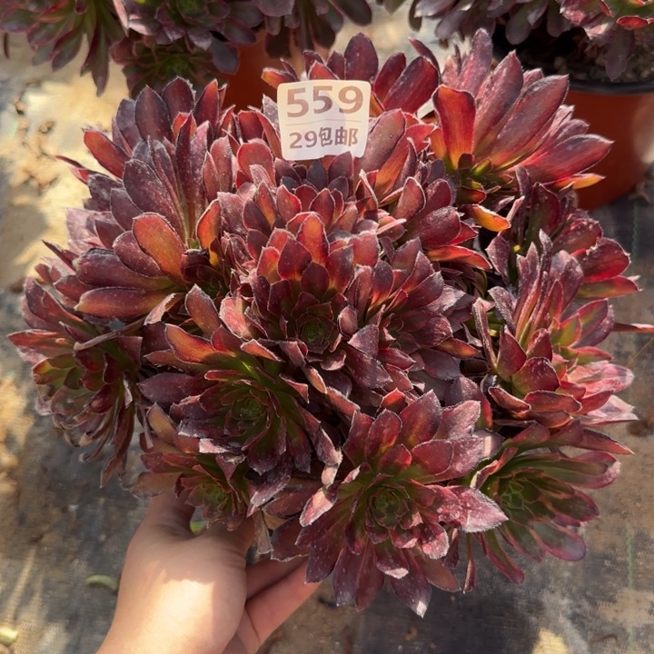 金丝缕……多肉植物……