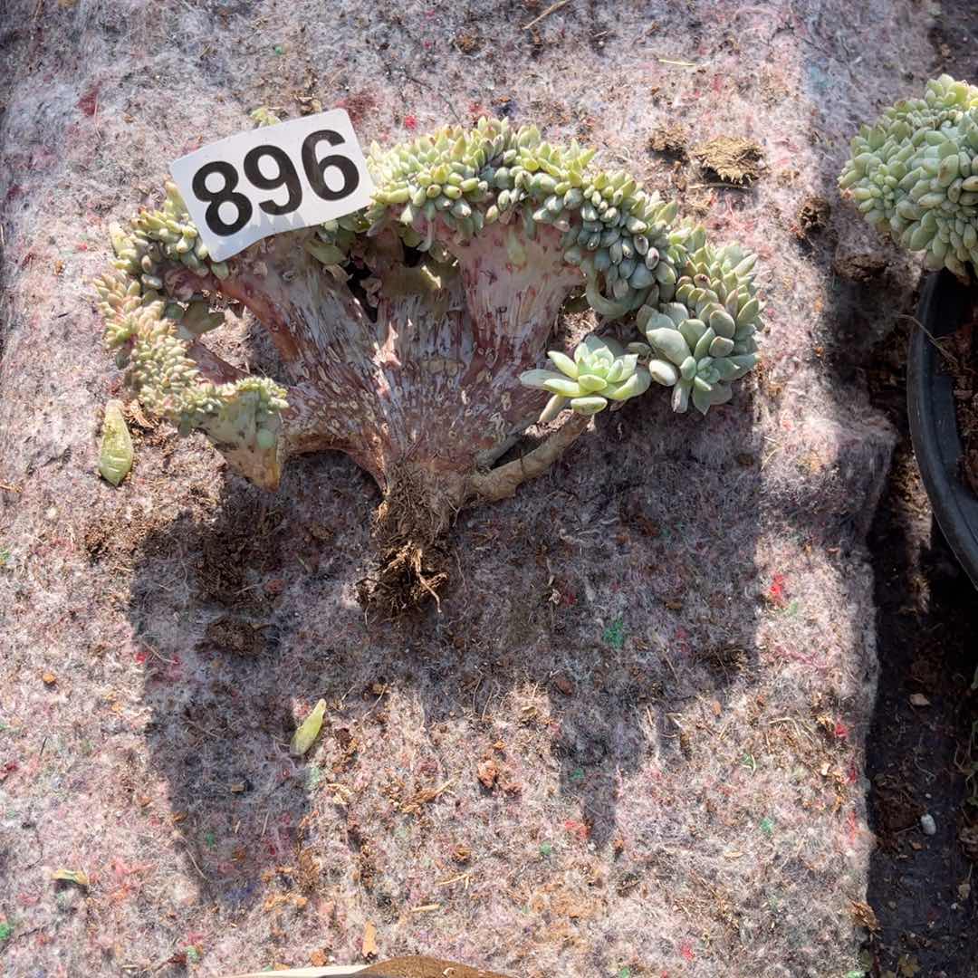 桐***@896高147888099999