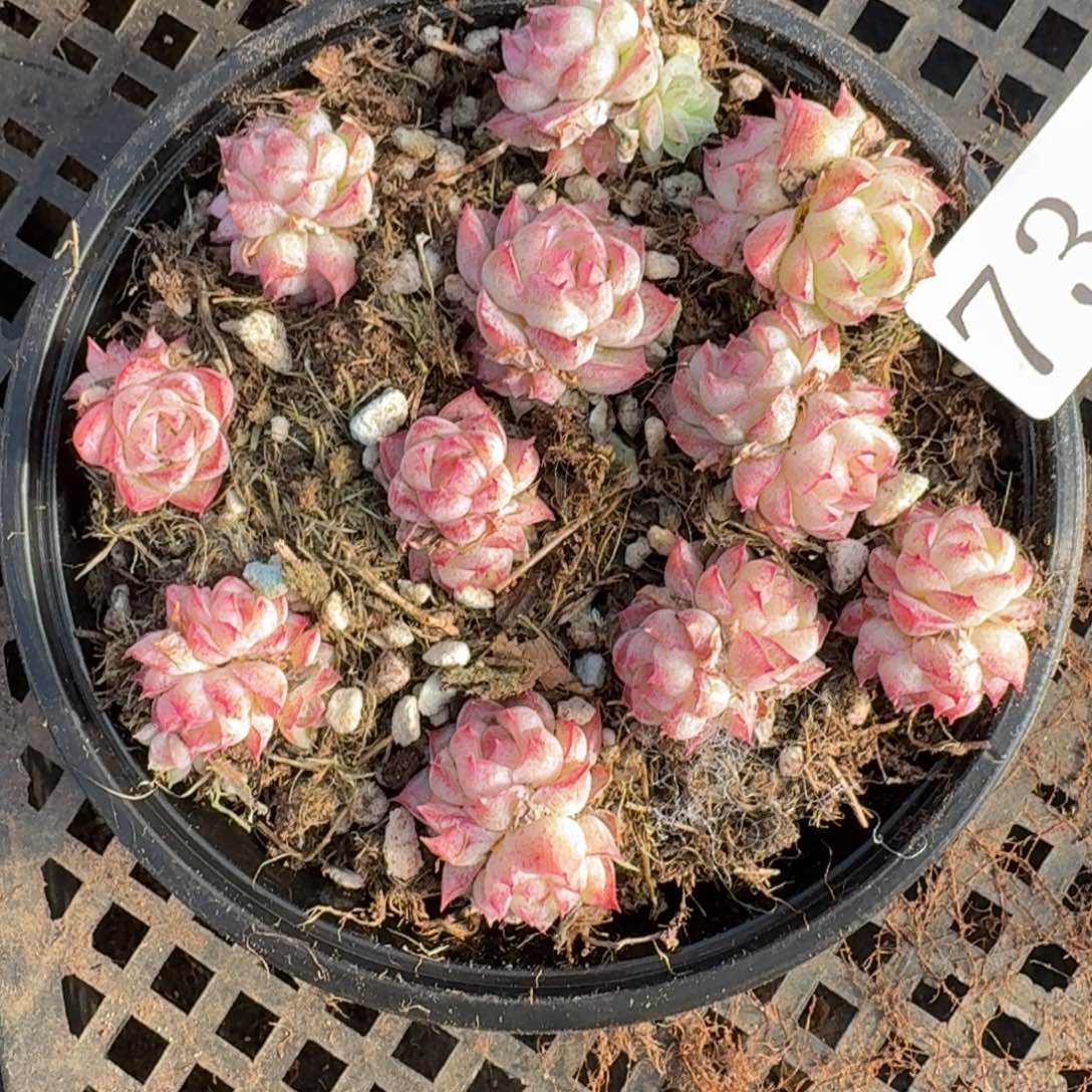 多肉植物多肉植物73