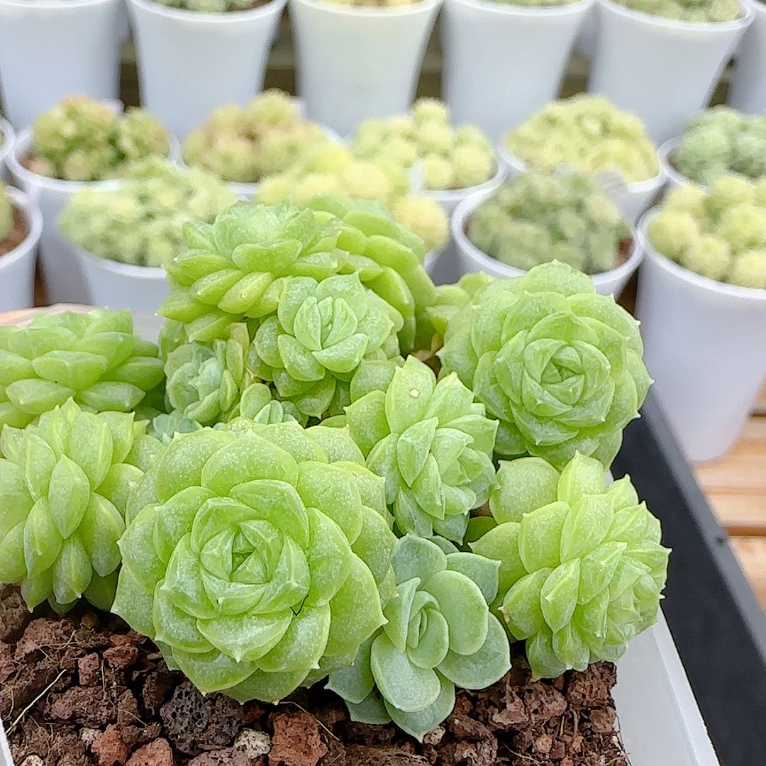 1027-50（ttp-64-2）